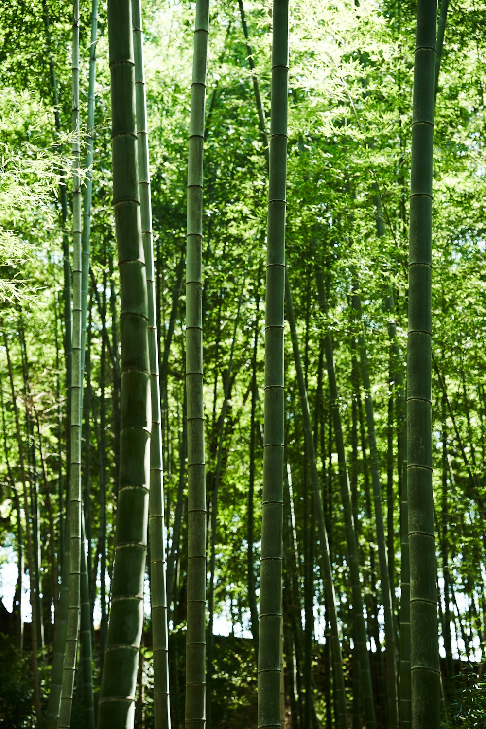 un gruppo di alti alberi di bambù in piedi uno accanto all'altro