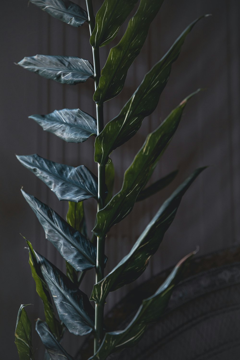 a close up of a plant with green leaves