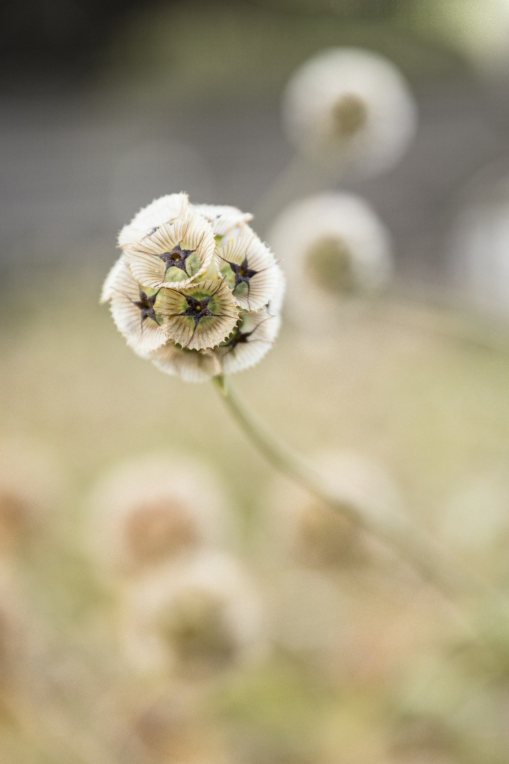 a close up of a flower with a blurry background