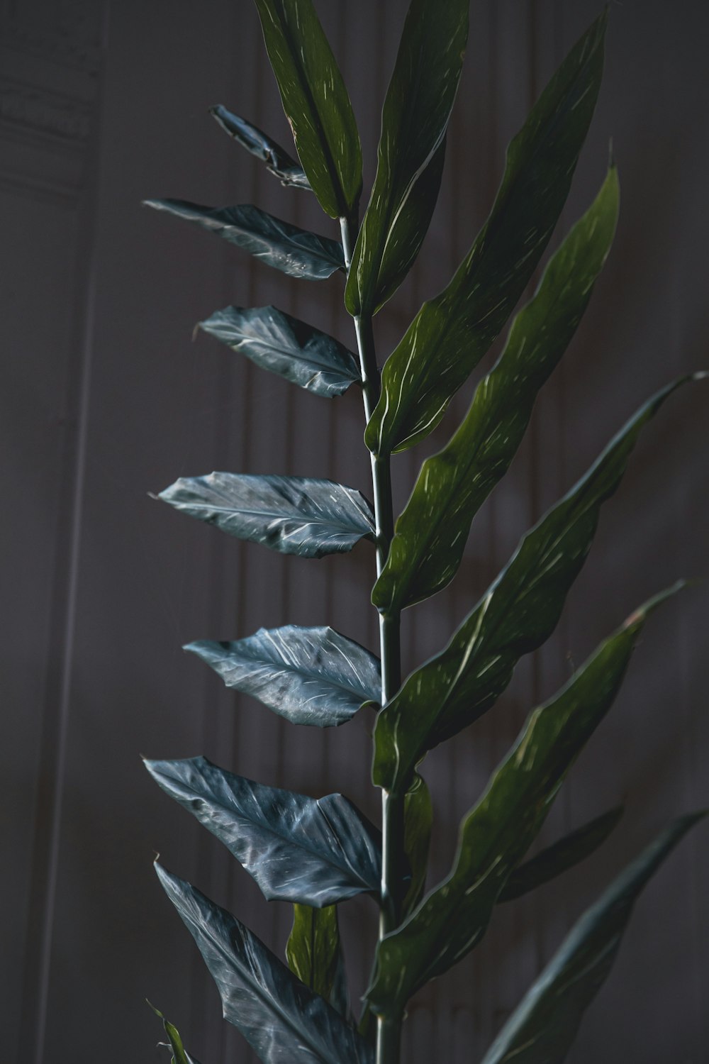 a close up of a plant with green leaves