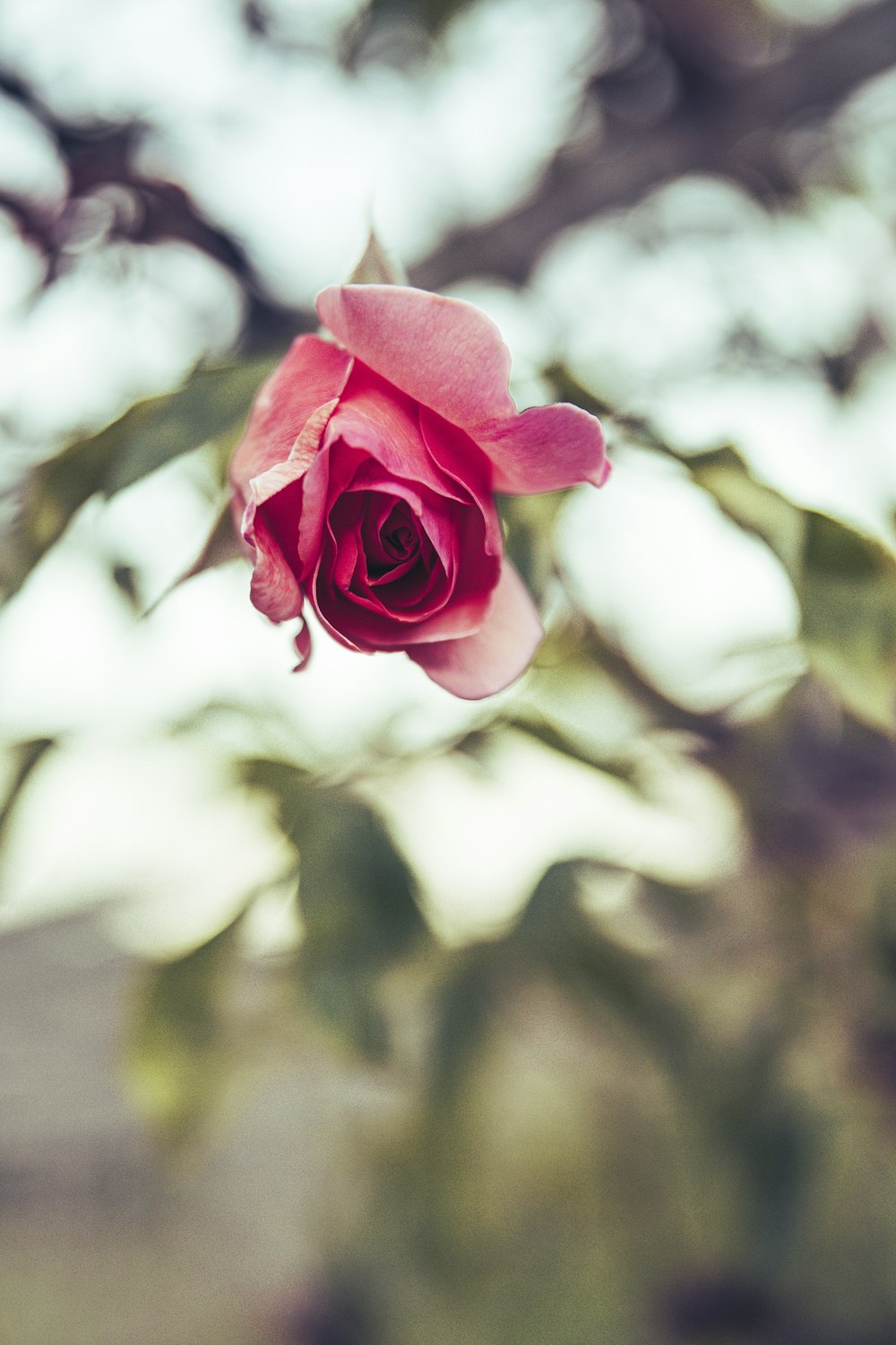 a pink rose is blooming on a tree branch