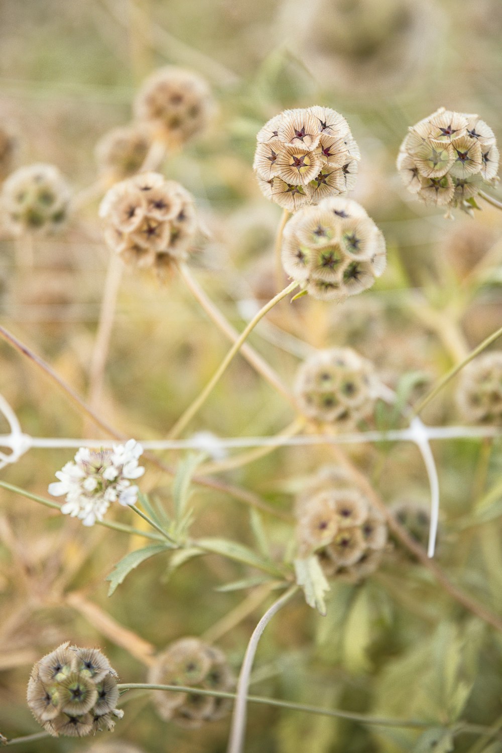 a bunch of flowers that are in the grass