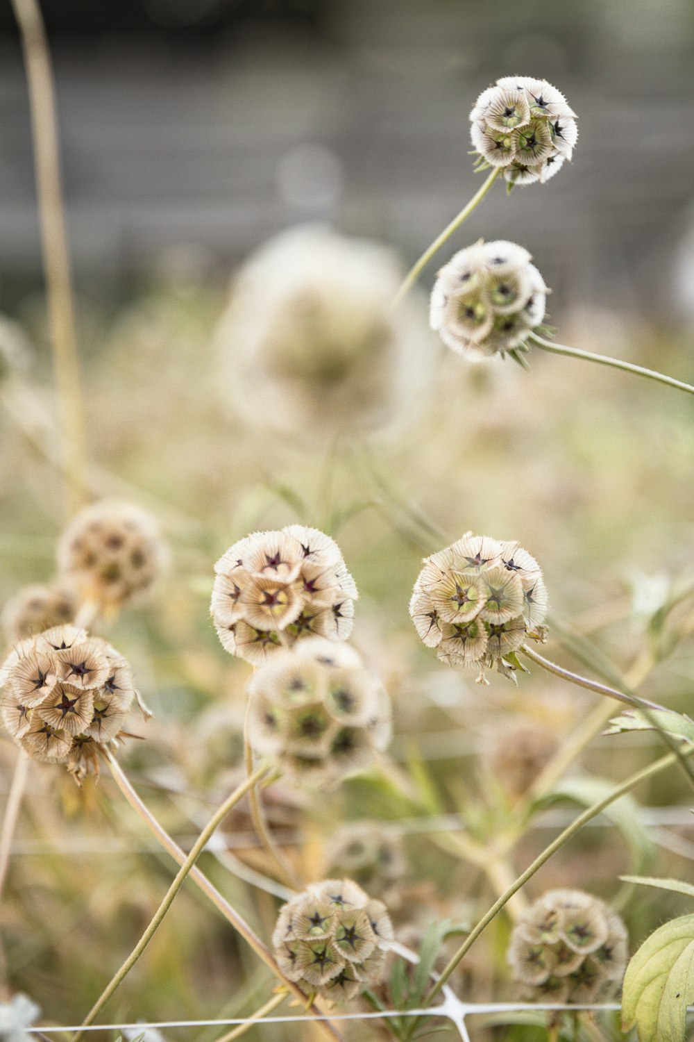 a bunch of flowers that are in the grass