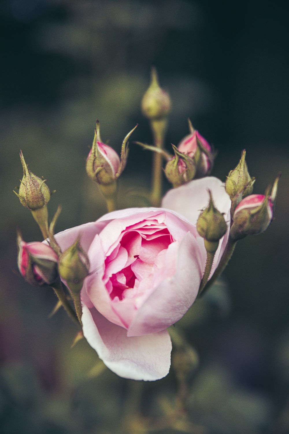 a close up of a flower with a blurry background