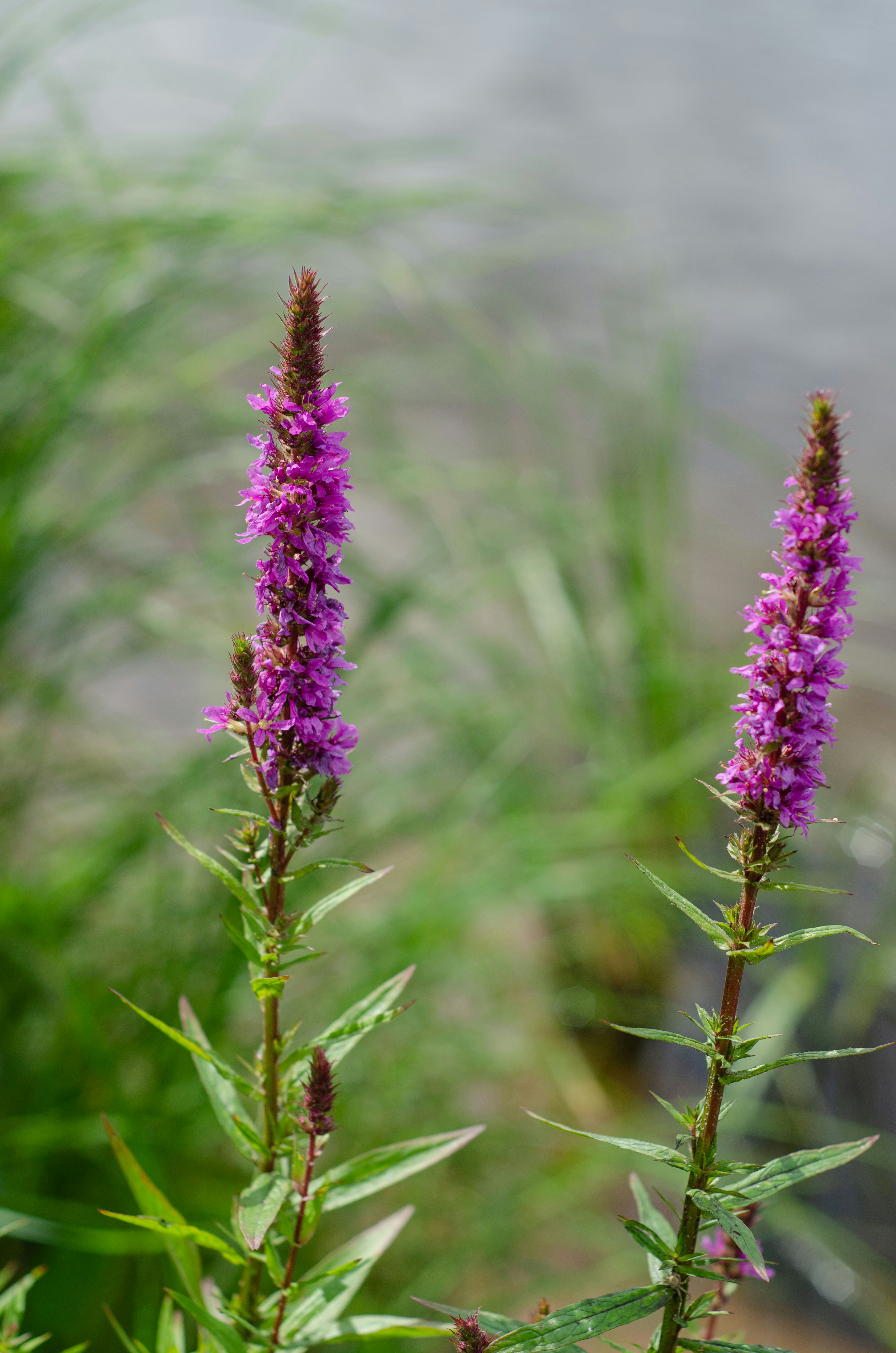 Photo by indi_grunge