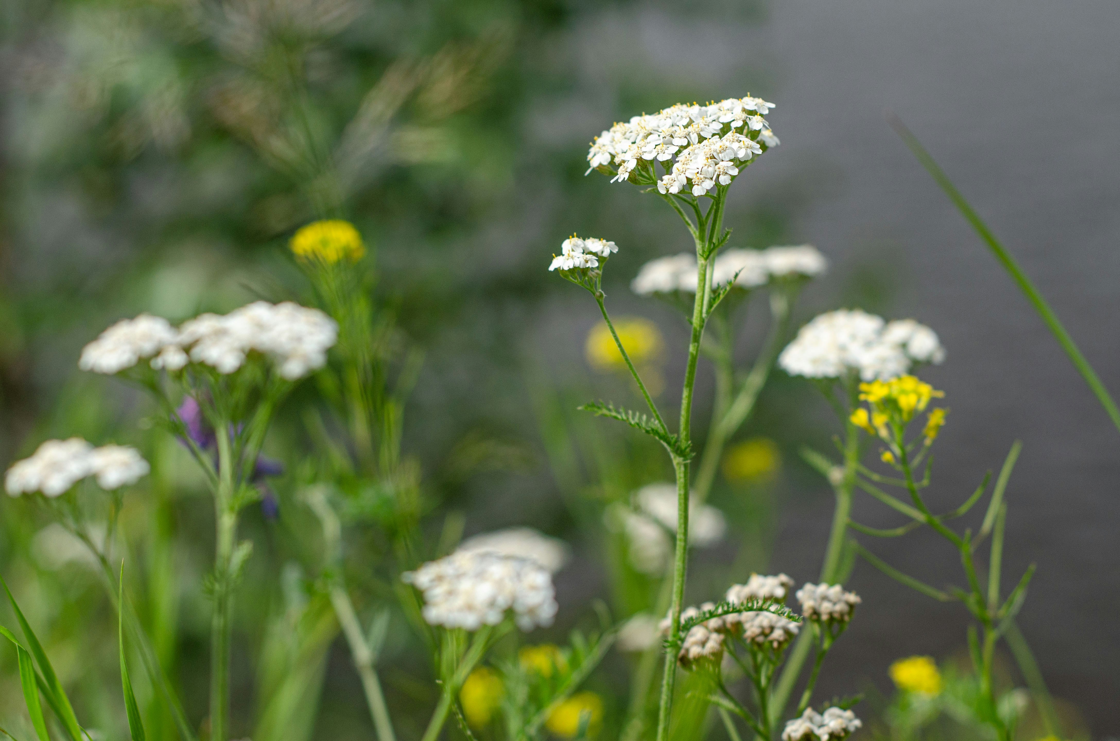 Photo by indi_grunge