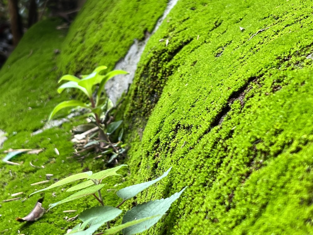 a green mossy wall with small plants growing on it