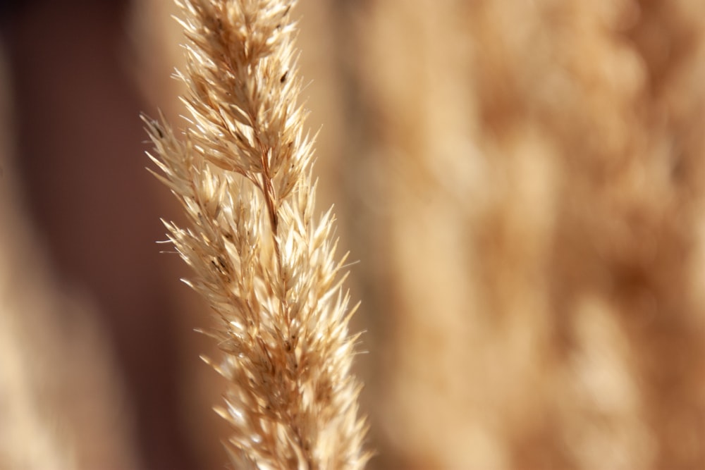 a close up of a plant with a blurry background