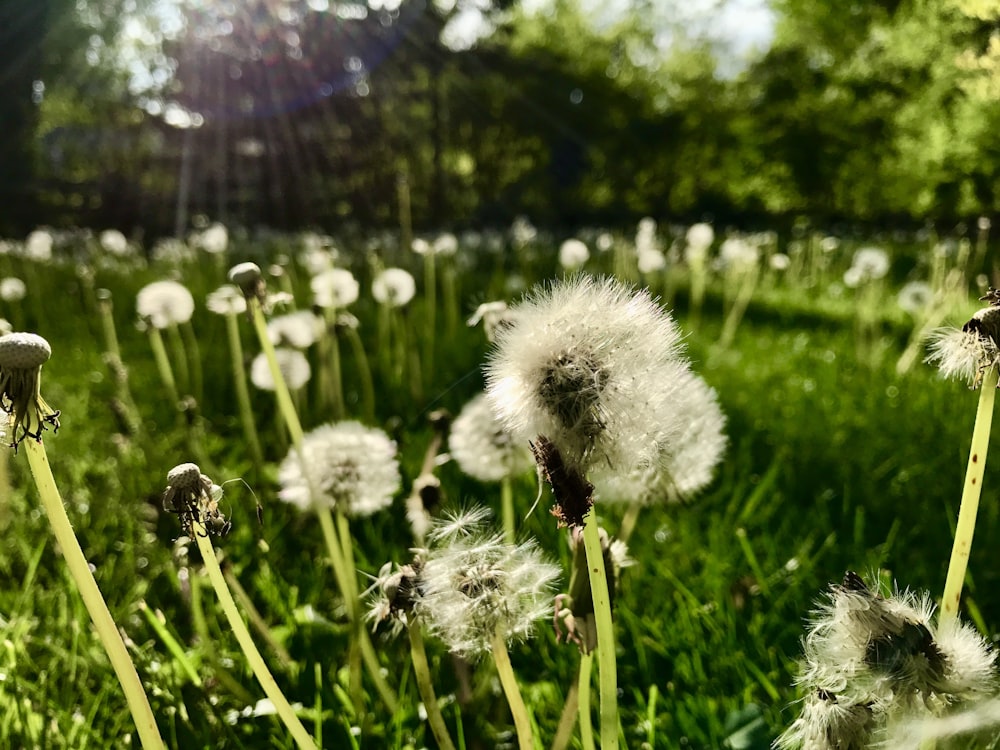 a field full of dandelions in the sun