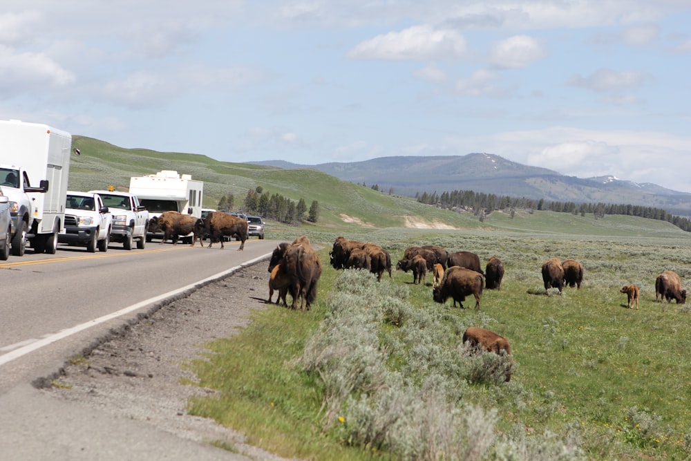 a herd of buffalo walking across a grass covered road