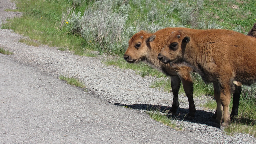 Un par de animales que están parados en la tierra