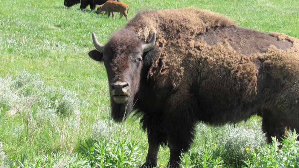 a herd of bison standing on top of a lush green field