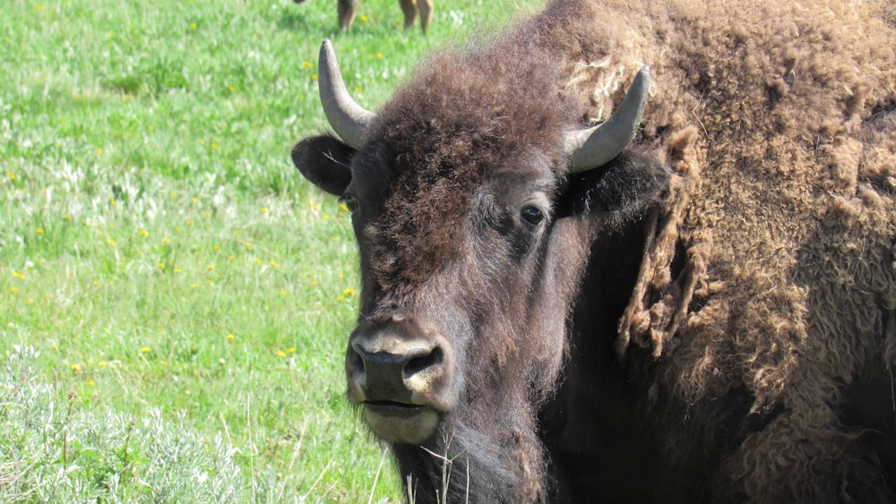 Un primer plano de un bisonte en un campo cubierto de hierba