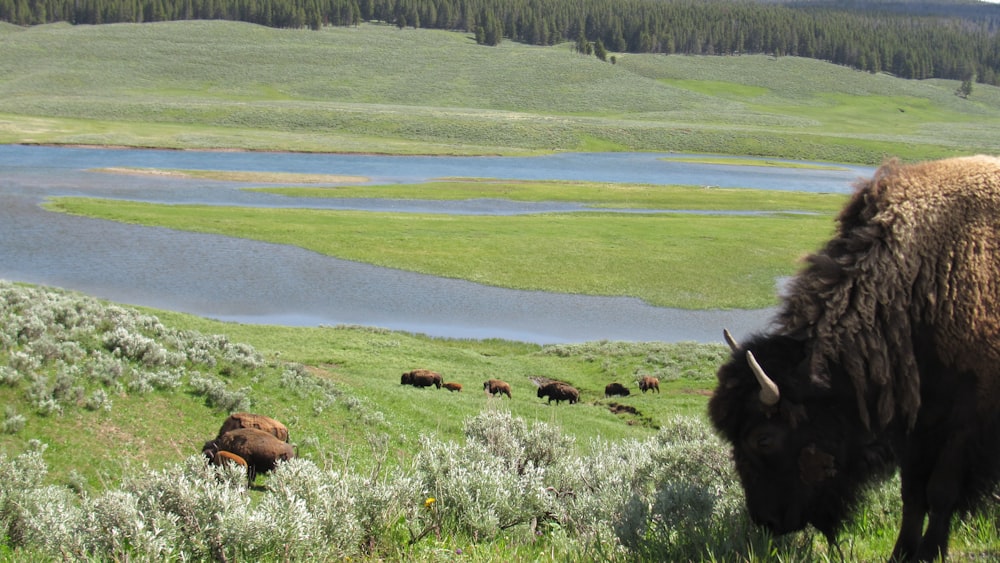 Una manada de bisontes pastando en una exuberante ladera verde