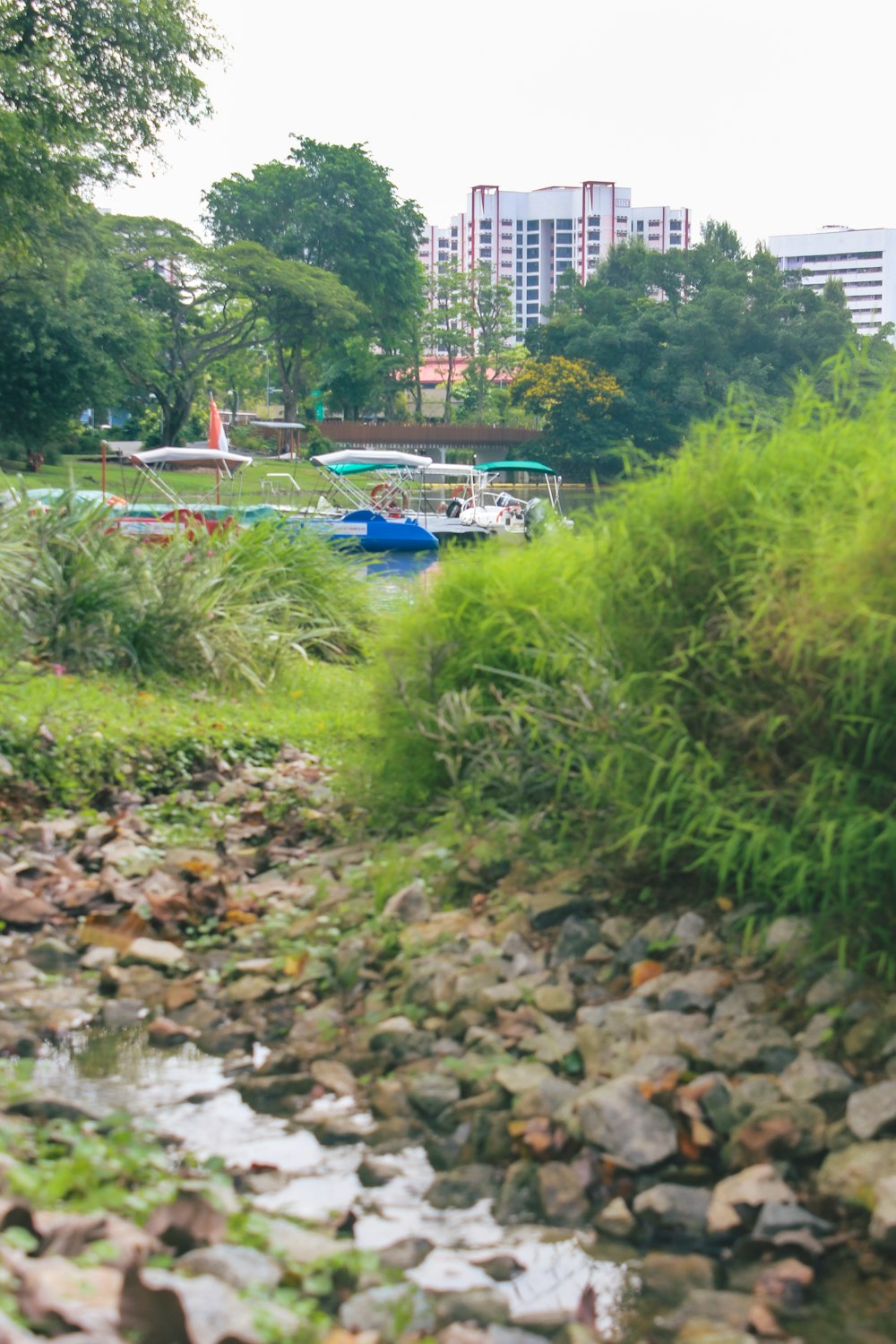 a river running through a lush green park