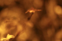 Softly blurred background with warm tones and subtle organic line patterns.