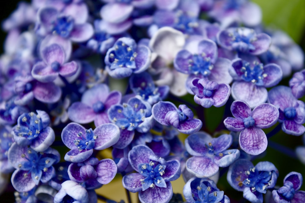 a close up of a bunch of purple flowers