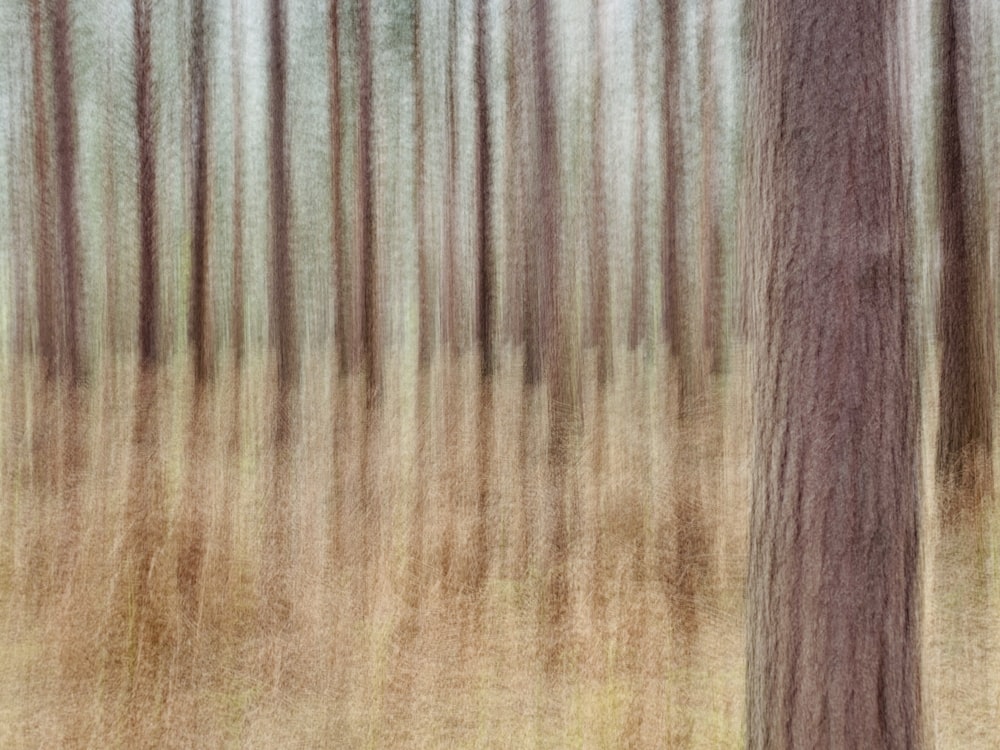 a blurry photo of a forest with tall trees