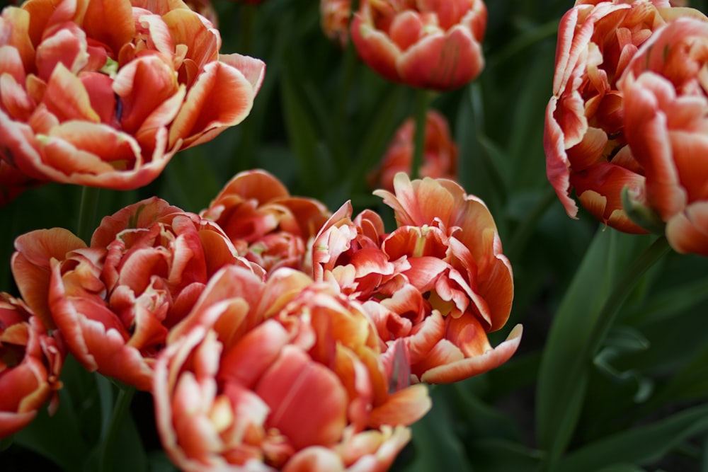 a close up of a bunch of red and yellow flowers