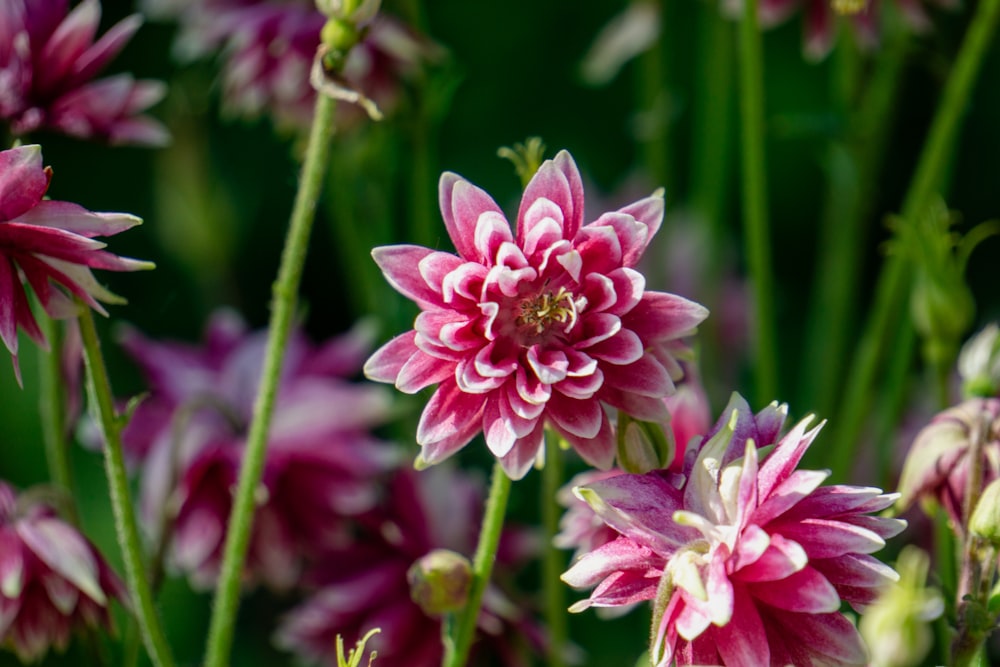 a close up of a bunch of pink flowers