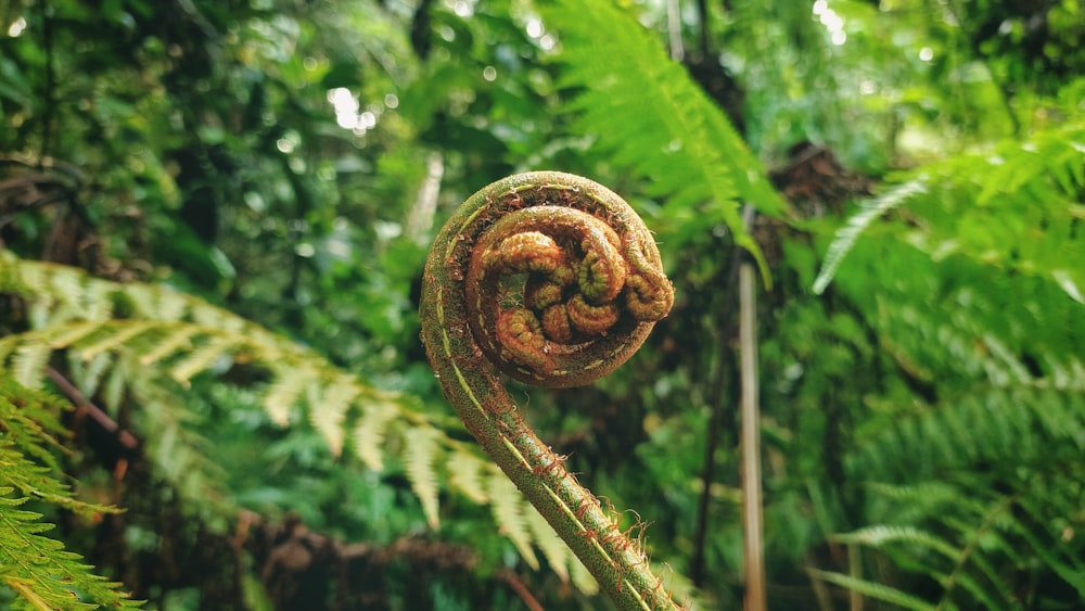 a rope wrapped around a tree in the middle of a forest