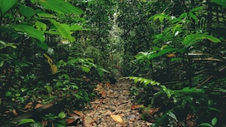 A lush, dense forest path surrounded by vibrant green foliage, with a narrow dirt and rocky trail leading into the depth of the jungle. Sunlight filters through the canopy, creating a serene and secluded atmosphere. Various types of leaves, plants, and ferns are visible, adding to the richness of the scene.