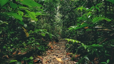 A lush, dense forest path surrounded by vibrant green foliage, with a narrow dirt and rocky trail leading into the depth of the jungle. Sunlight filters through the canopy, creating a serene and secluded atmosphere. Various types of leaves, plants, and ferns are visible, adding to the richness of the scene.