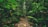A lush, dense forest path surrounded by vibrant green foliage, with a narrow dirt and rocky trail leading into the depth of the jungle. Sunlight filters through the canopy, creating a serene and secluded atmosphere. Various types of leaves, plants, and ferns are visible, adding to the richness of the scene.