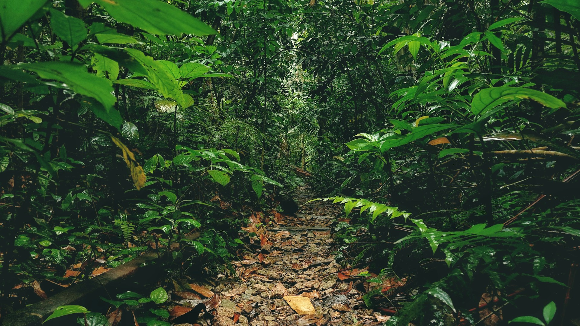 a path in the middle of a dense jungle