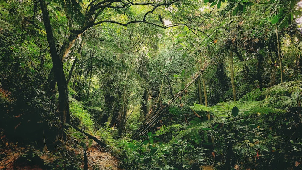 a lush green forest filled with lots of trees