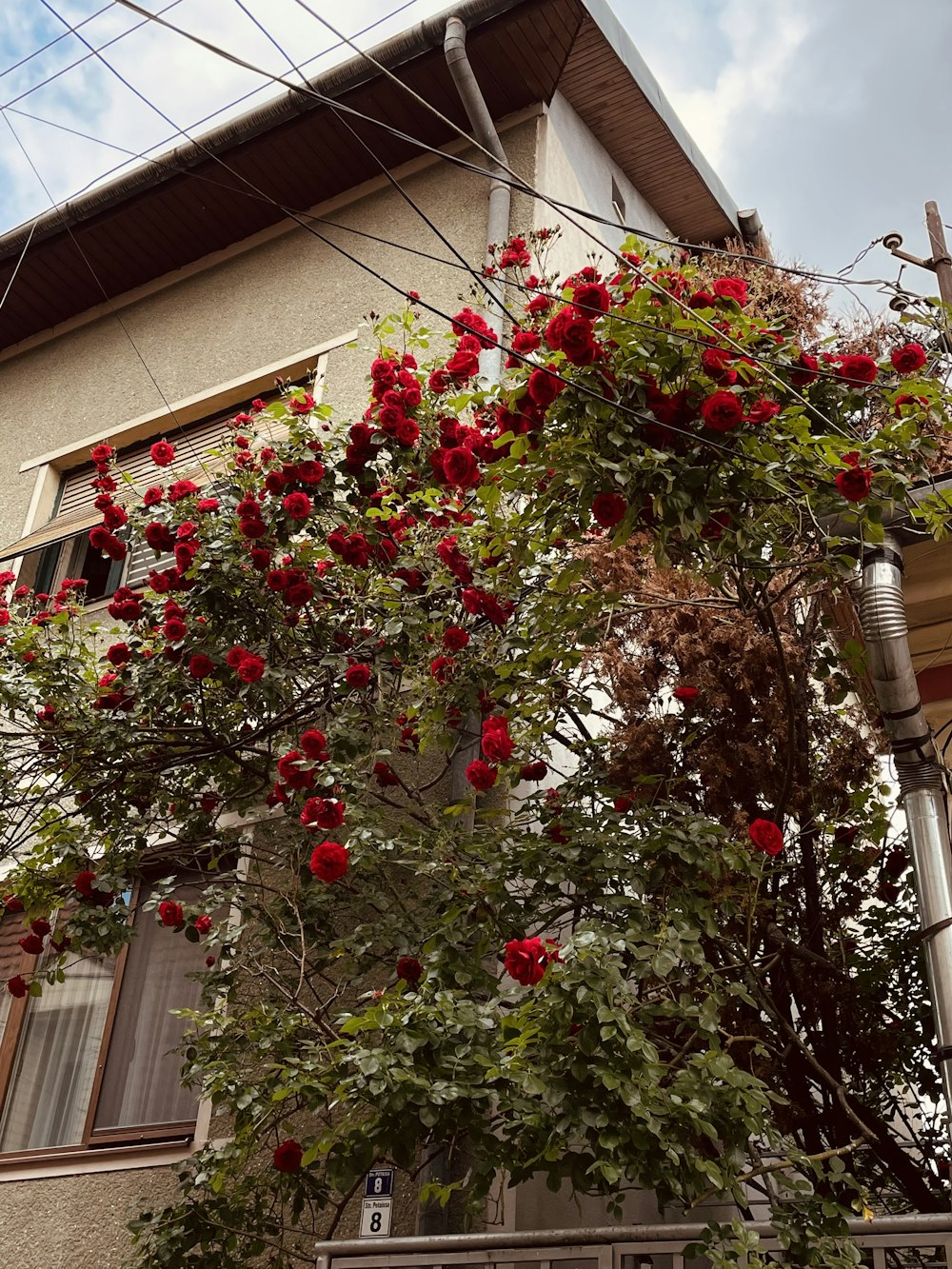 a tree with red flowers in front of a building