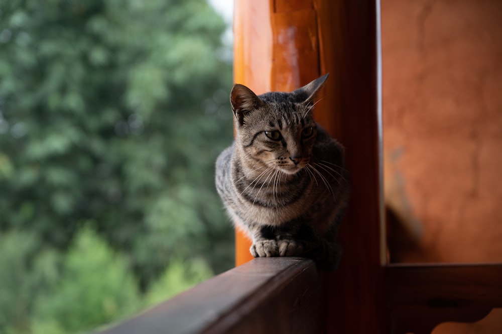 a cat sitting on a window sill looking at the camera