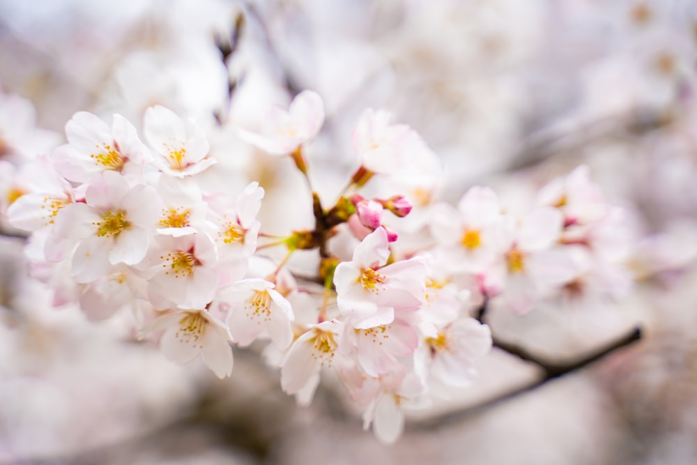 a close up of a tree with white flowers