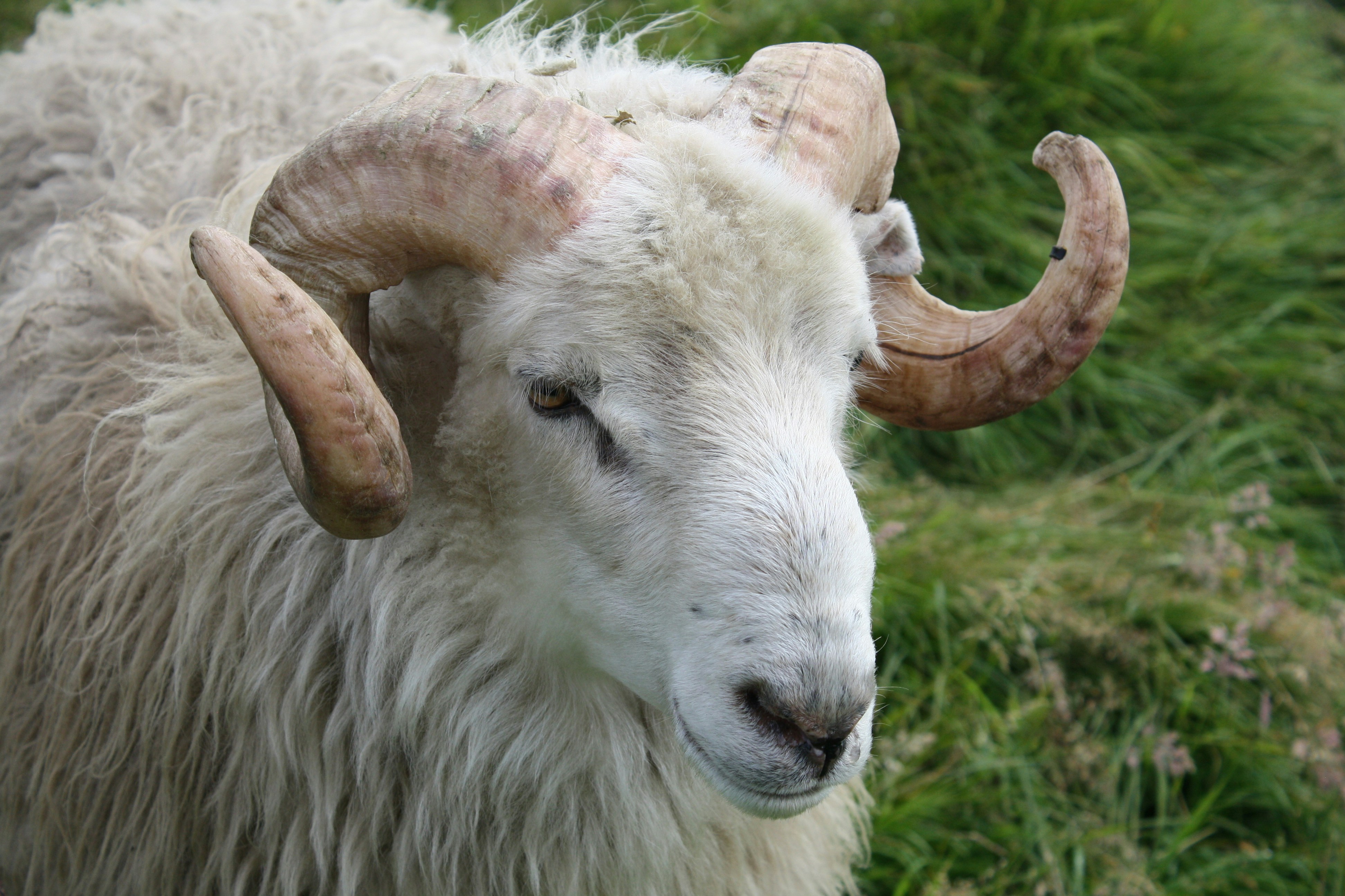 a close up of a sheep with long horns