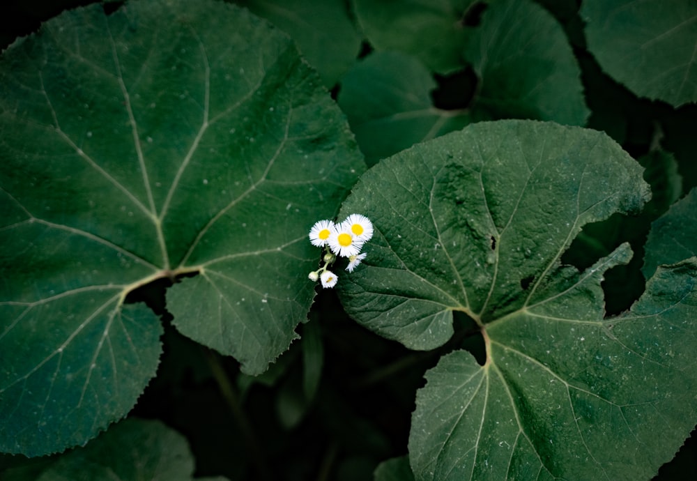 a small white flower sitting on top of a green leaf