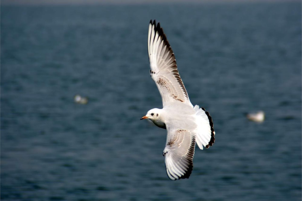 a seagull flying over a body of water