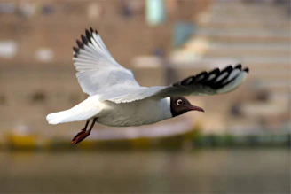 A Bulik bird in mid-flight showing its streamlined body and controlled, agile movement against a natural outdoor backdrop.