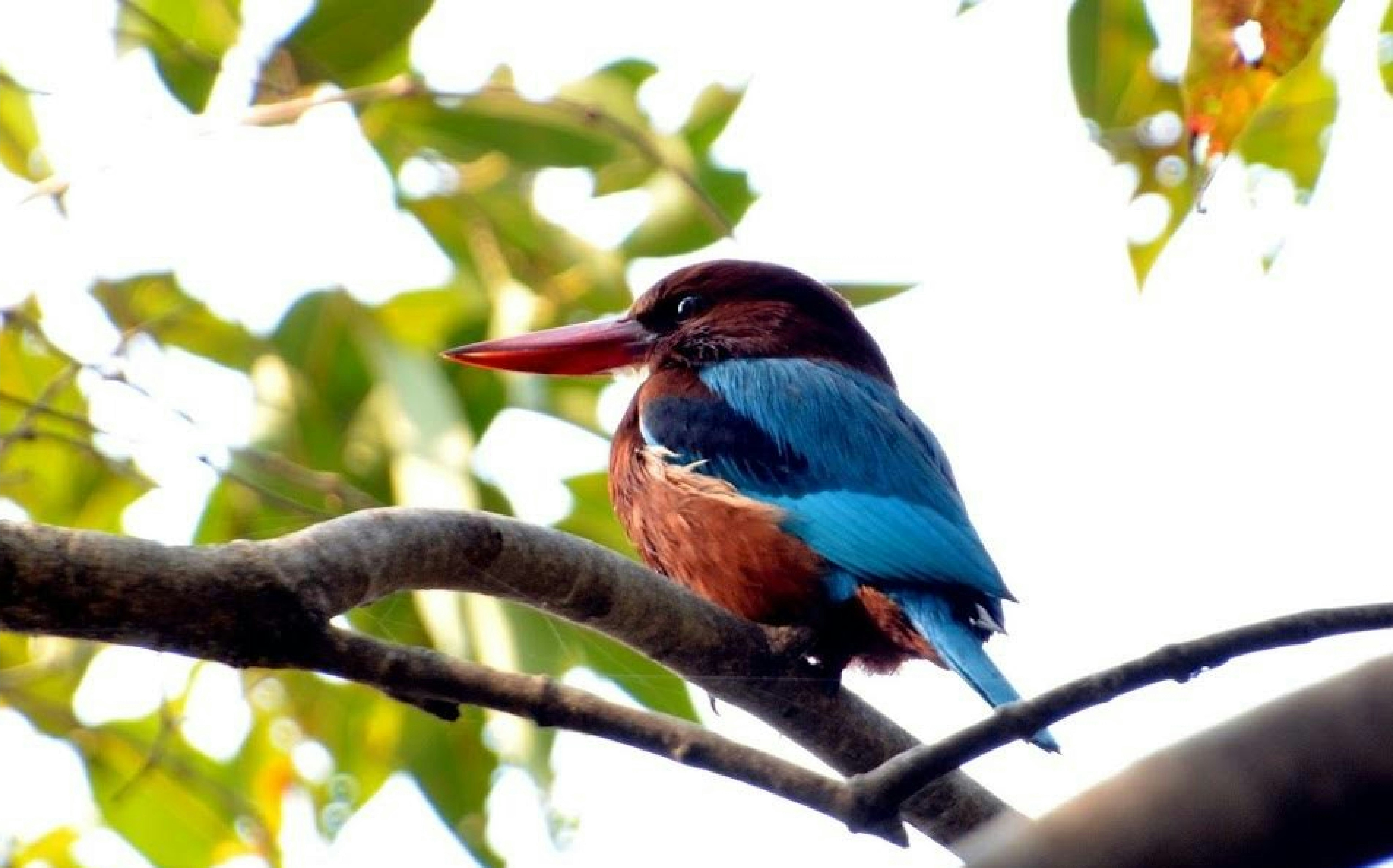 a colorful bird sitting on top of a tree branch, 