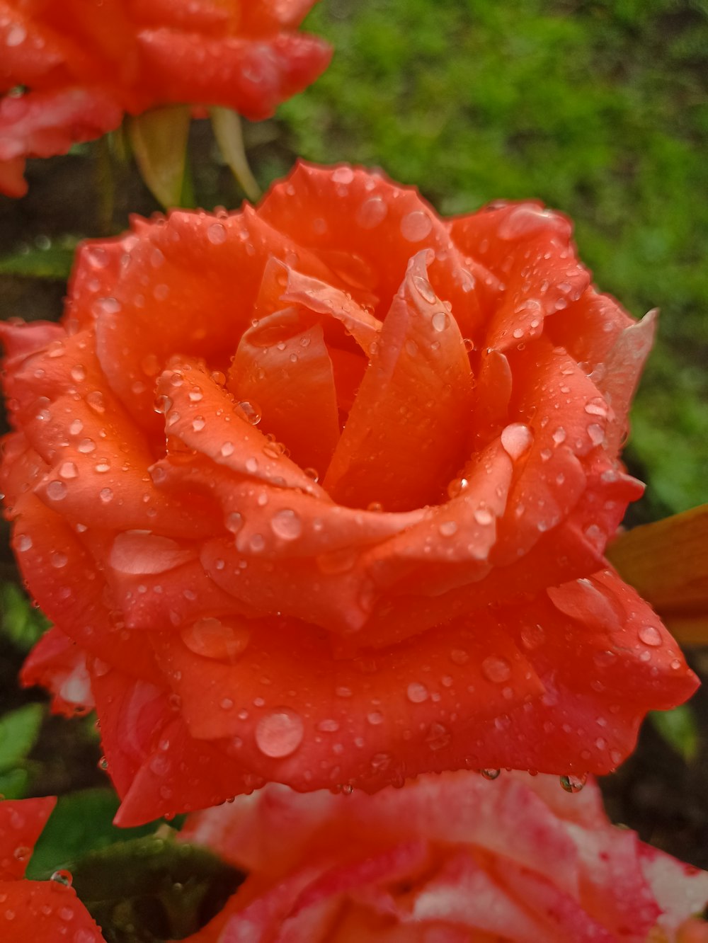 Un primo piano di una rosa rossa con goccioline d'acqua