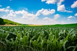 A large field of green grass under a blue sky