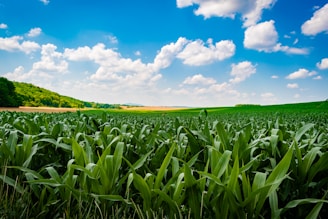 A large field of green grass under a blue sky