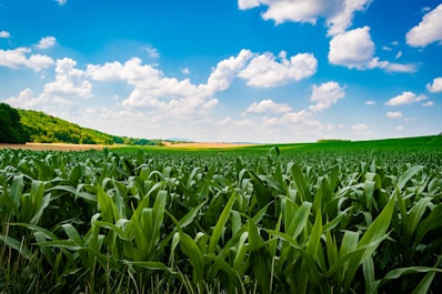 A large field of green grass under a blue sky