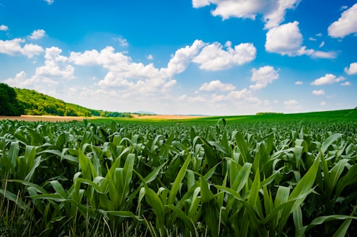 A large field of green grass under a blue sky