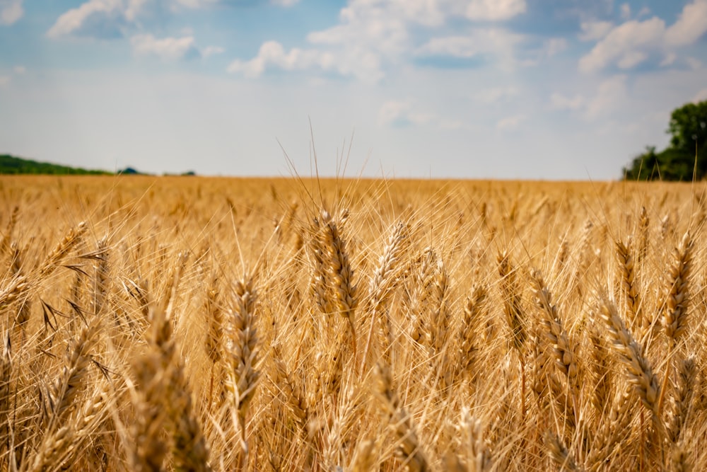 a field of wheat with a blue sky in the background