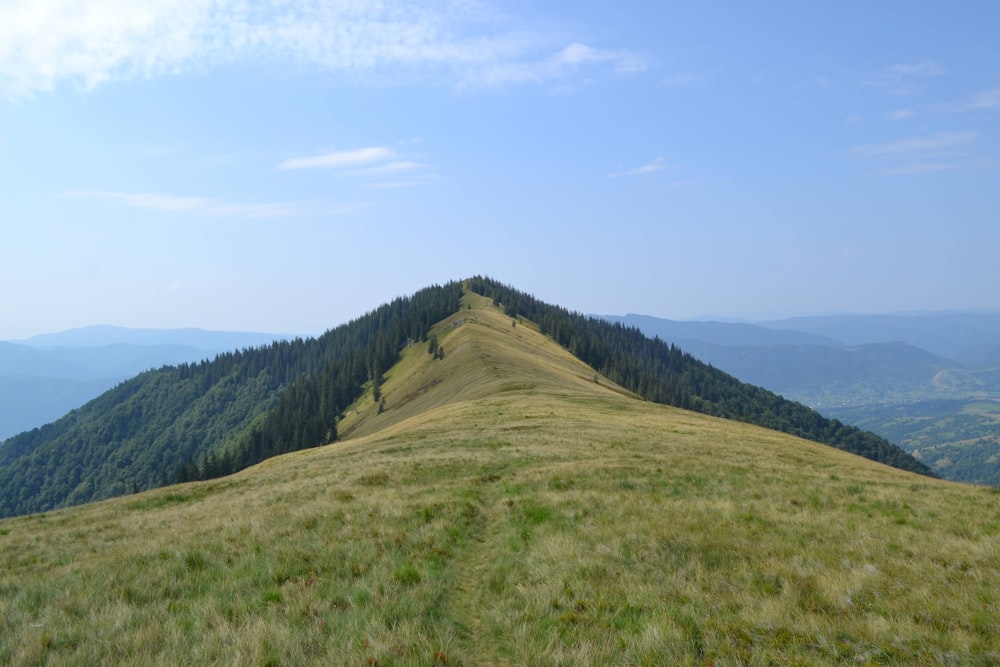 a grassy hill with trees on top of it