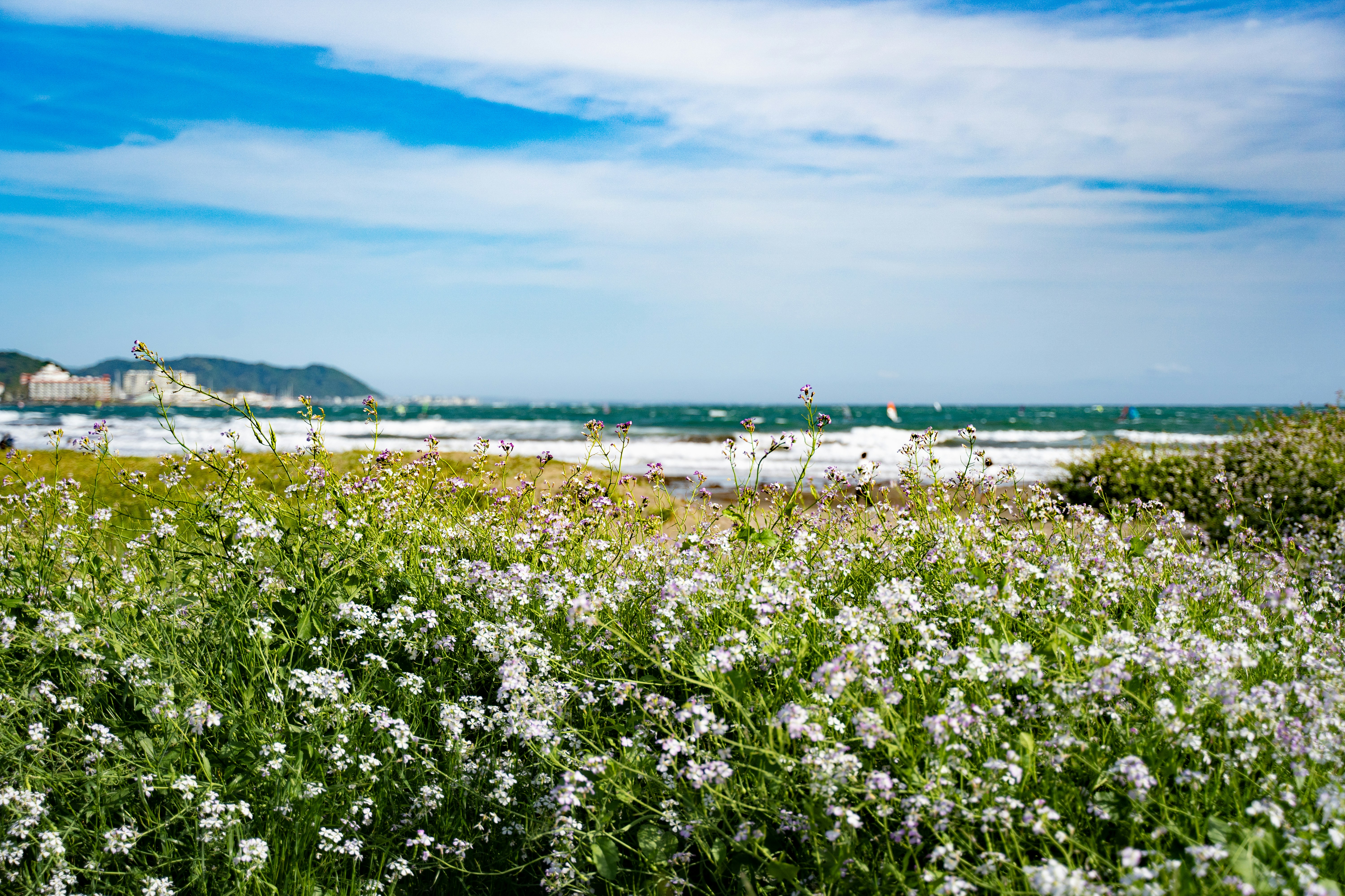 サッカー 紫 ユニフォーム チーム