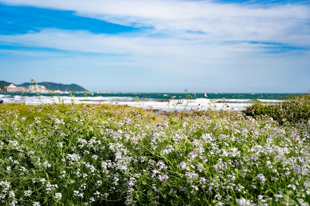 a field of wildflowers with a beach in the background
