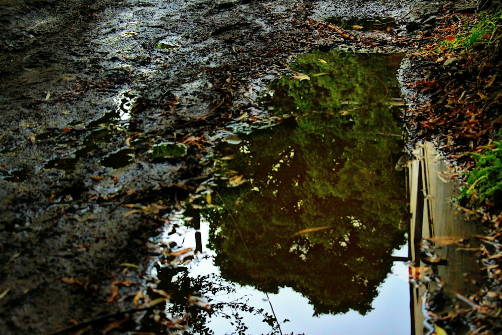 a reflection of a tree in a puddle of water