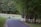 A peaceful scene with a paved path leading through a lush, green forested area. There are white fences lining a pasture where horses are grazing. Tall trees with dense foliage surround the area, creating a serene and natural environment.