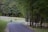 A peaceful scene with a paved path leading through a lush, green forested area. There are white fences lining a pasture where horses are grazing. Tall trees with dense foliage surround the area, creating a serene and natural environment.